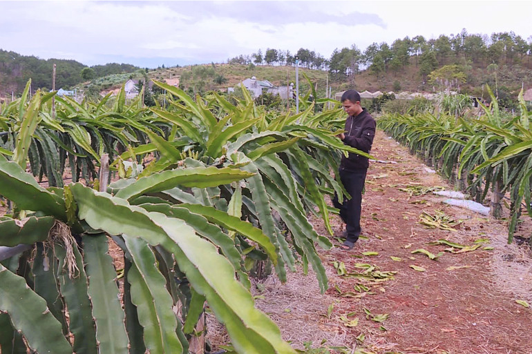 Trồng thanh long trên giàn sắt chữ T nhà anh Trần Văn Dũng