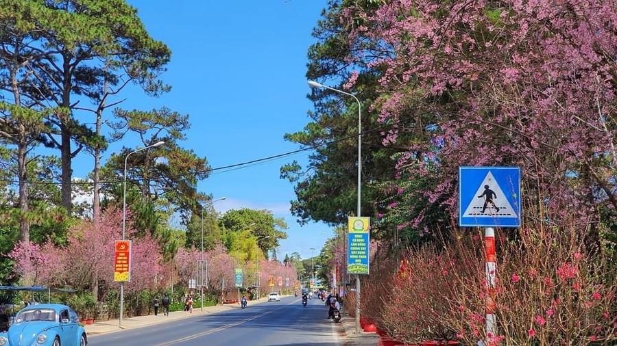 Mùa xuân xứ hoa – Đà Lạt kết tinh từ đất lành ảnh 5 Mùa xuân xứ hoa – Đà Lạt kết tinh từ đất lành ảnh 5