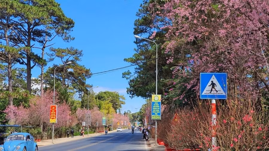 Mùa xuân xứ hoa – Đà Lạt kết tinh từ đất lành ảnh 5