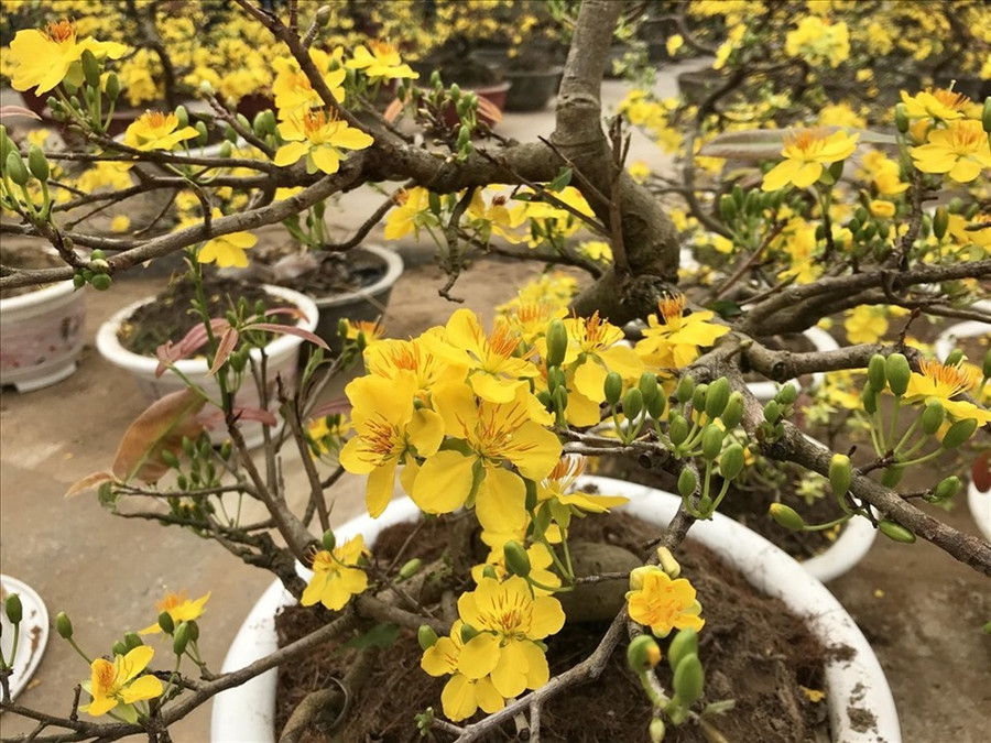 Hoa Mai chơi Tết tượng trưng cho may mắn, thiện lành. Ảnh: H. Trang