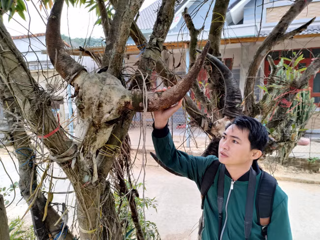 Hiện nay, bà con Giẻ Triêng đã giảm bớt tình trạng làm thịt trâu để cúng trời. Ảnh: P.V