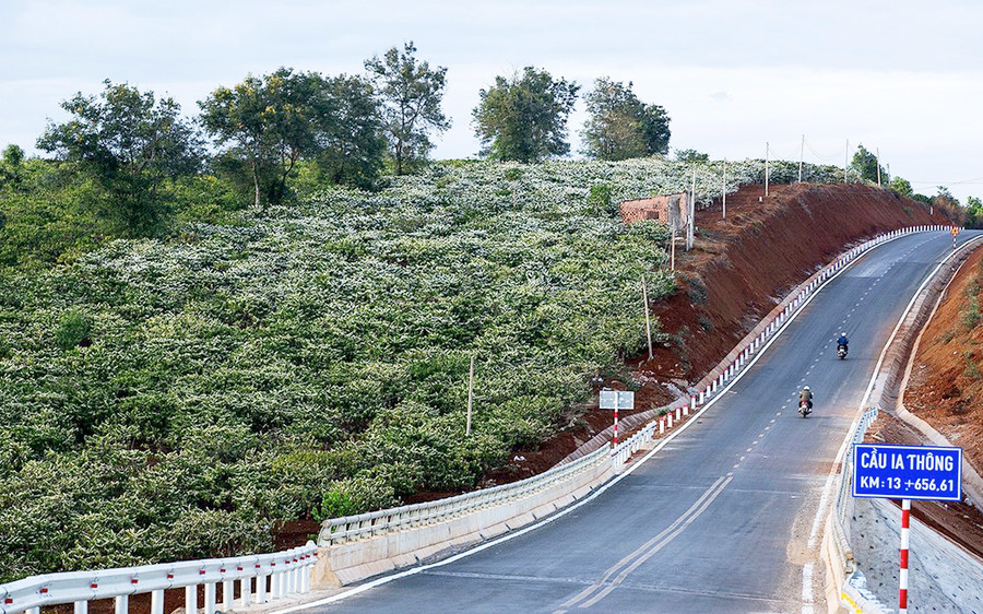 “Hoa tuyết” trên cao nguyên. Ảnh: Võ Đình Khoa