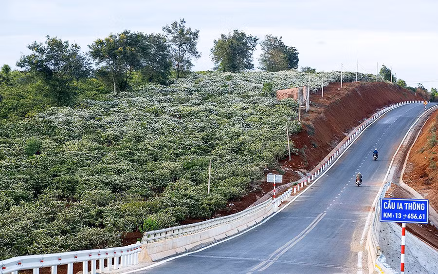 “Hoa tuyết” trên cao nguyên. Ảnh: Võ Đình Khoa