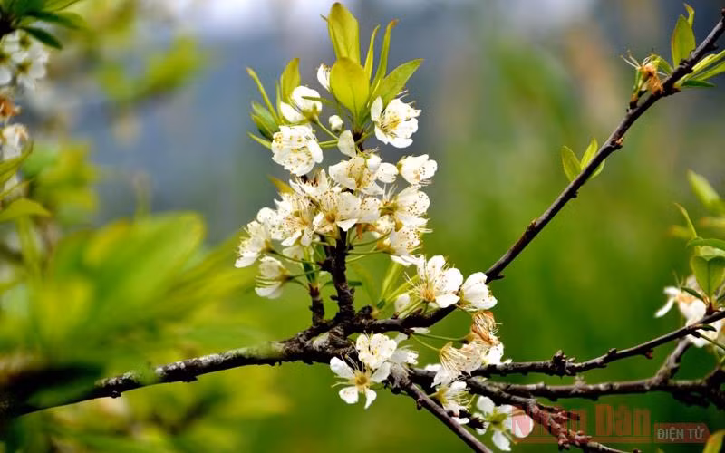  Lung linh sắc trắng.