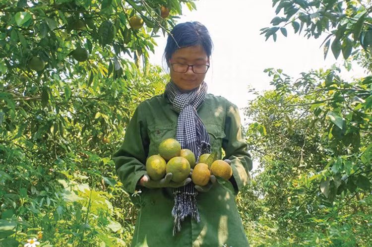 Trần Thị Tuyến - Chủ vườn cam tại Quỳ Hợp - Nghệ An
