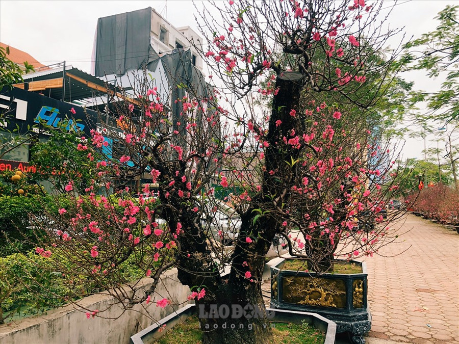 Những ngày gần Tết thời tiết ấm áp hơn khiên những gốc đào bung nở hoa sớm hơn so với dự định. Ảnh: Phương Duy Những ngày gần Tết thời tiết ấm áp hơn khiên những gốc đào bung nở hoa sớm hơn so với dự định. Ảnh: Phương Duy