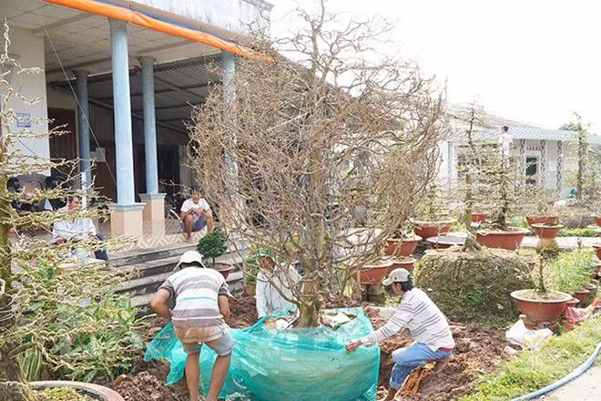 Một cây mai khủng đã được bứng, đang chuẩn bị về 'nhà mới' ẢNH: XUÂN PHÚC