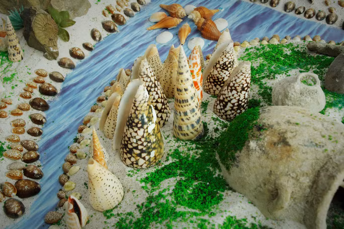 Cuối năm 2020, ông Toại đã bàn giao toàn bộ số vỏ ốc cho Nhà trưng bày Hoàng Sa triển lãm, lưu trữ