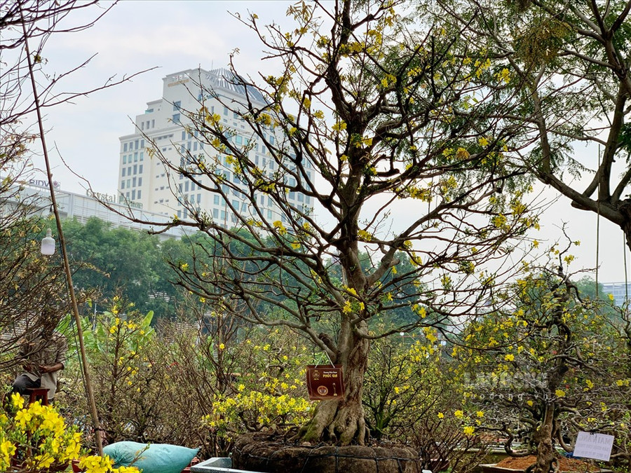  Khác với cây mai Hương, mai Sữa đã được tỉa cành tạo dáng, nên ít cành con hơn. Bên cạnh đó, bộ gốc của cây mai Sữa này nổi lên đầy đặn, thể hiện rõ nét khù khoằm qua nhiều năm tuổi.