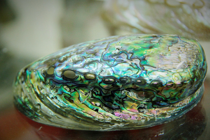  Một vỏ ốc xà cừ còn lưu lại màu sắc gần như nguyên vẹn