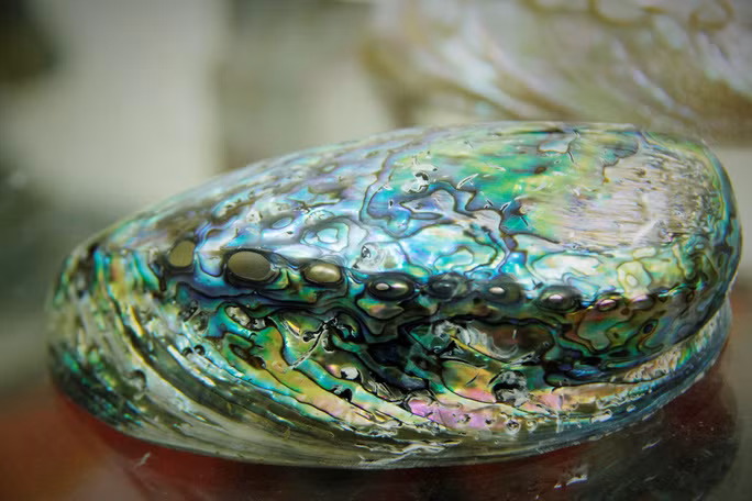  Một vỏ ốc xà cừ còn lưu lại màu sắc gần như nguyên vẹn