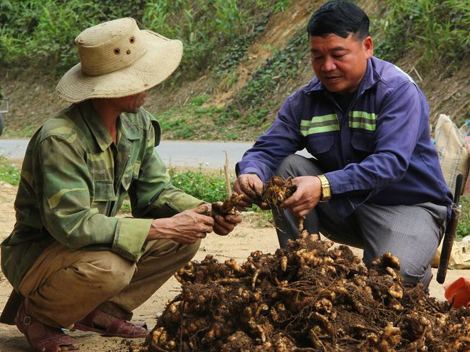 Anh Moong Văn Dần (phải) hướng dẫn cách trồng gừng cho người dân của bản - ẢNH: K.HOAN Anh Moong Văn Dần (phải) hướng dẫn cách trồng gừng cho người dân của bản - ẢNH: K.HOAN