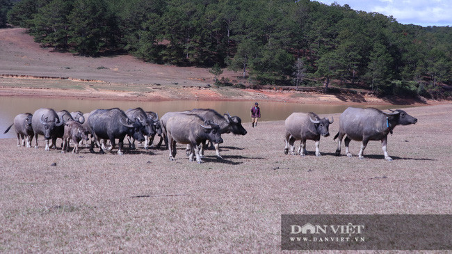 Anh Phlit cho hay, có lần, lâu ngày anh không vào thăm đàn trâu nên chúng 