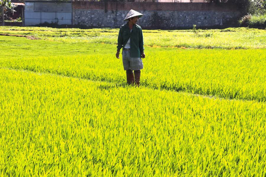 4. Sáng sớm mùng 2 Tết, ông Bùi Kim Tuấn (tổ 1, phường An Phú, thị xã An Khê) đã xắn quần lội ruộng kiểm tra lượng nước, tình hính sâu bệnh hại lúa. Ảnh Ngọc Mi