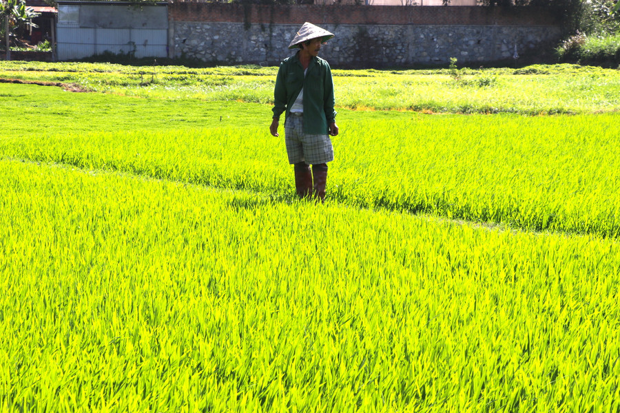 4. Sáng sớm mùng 2 Tết, ông Bùi Kim Tuấn (tổ 1, phường An Phú, thị xã An Khê) đã xắn quần lội ruộng kiểm tra lượng nước, tình hính sâu bệnh hại lúa. Ảnh Ngọc Mi