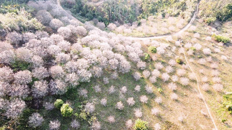 Hoa mơ trắng ở Cao Kỳ, Chợ Mới.  Hoa mơ trắng ở Cao Kỳ, Chợ Mới.