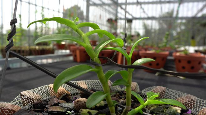 Cận cảnh một trong những cây lan đột biến 5 cánh trắng Ngọc Sơn Cước có giá lên tới 5 - 12 tỉ đồng. ẢNH: DUY TÂN