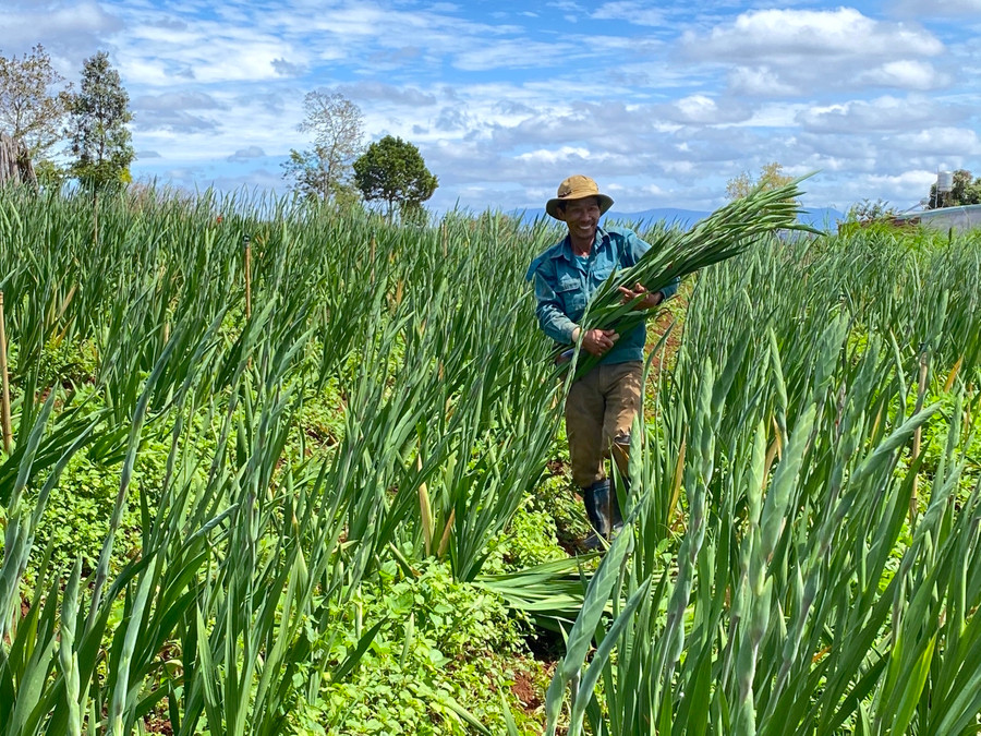 Ông Lê Hoàng Giang (thôn 1, xã Trà Đa) phấn khởi vì hoa lay ơn của gia đình đã được các thương lái thu mua với mức giá ổn định. Ảnh: Trần Dung Ông Lê Hoàng Giang (thôn 1, xã Trà Đa) phấn khởi vì hoa lay ơn của gia đình đã được các thương lái thu mua với mức giá ổn định. Ảnh: Trần Dung