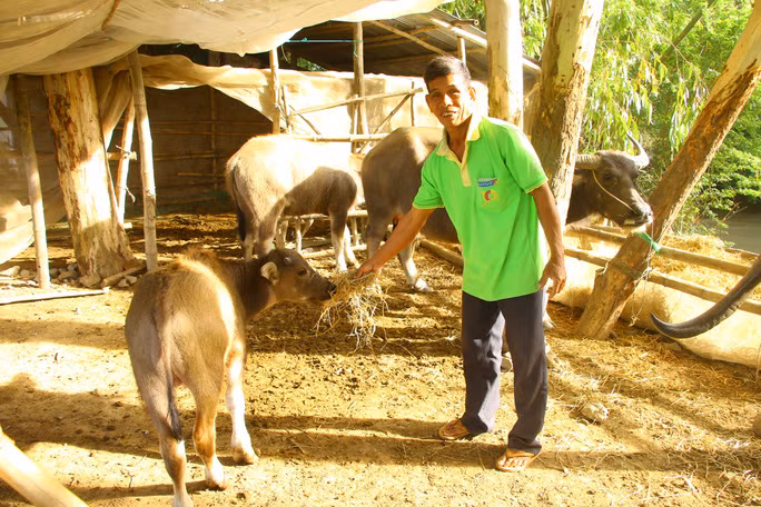  Nhờ mô hình nuôi trâu vỗ béo, gia đình ông Phước thu nhập hàng trăm triệu đồng mỗi năm