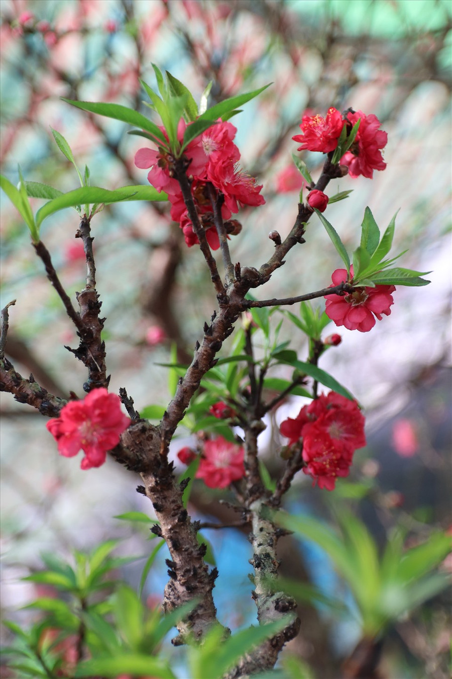 Không giống với đào rừng, đào bích hay đào phai, đào thất thốn phát triển chậm, gốc và thân xù xì, hoa khi nở có màu đỏ sẫm vô cùng bắt mắt.