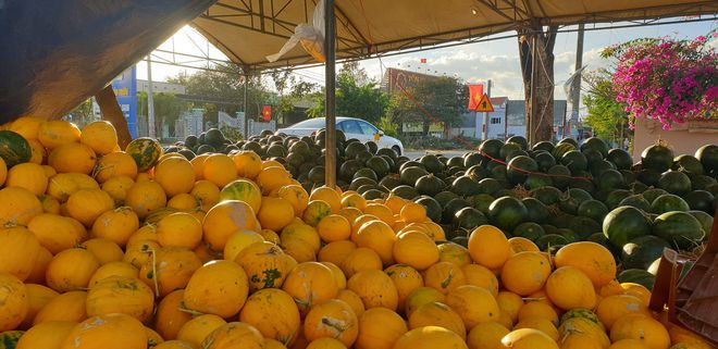 Dưa được chất thành từng đống dọc Quốc lộ 27 ẢNH: THIỆN NHÂN