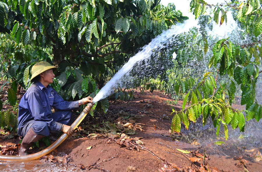 Người dân xã Ia Sao (huyện Ia Grai) tưới nước đợt 1 cho cây cà phê. Ảnh: Lê Nam Người dân xã Ia Sao (huyện Ia Grai) tưới nước đợt 1 cho cây cà phê. Ảnh: Lê Nam