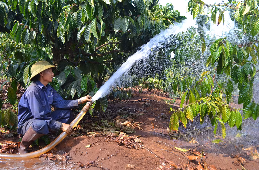 Người dân xã Ia Sao (huyện Ia Grai) tưới nước đợt 1 cho cây cà phê. Ảnh: Lê Nam Người dân xã Ia Sao (huyện Ia Grai) tưới nước đợt 1 cho cây cà phê. Ảnh: Lê Nam