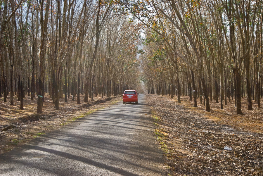 Đi qua những vườn cà phê bạt ngàn hoa trắng, du khách sẽ gặp những cánh rừng cao su đang mùa trút lá mang vẻ đẹp trầm mặc. Ảnh: Huy Tịnh Đi qua những vườn cà phê bạt ngàn hoa trắng, du khách sẽ gặp những cánh rừng cao su đang mùa trút lá. Ảnh: Huy Tịnh