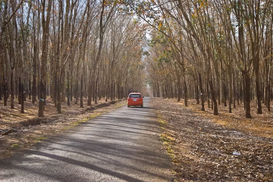 Đi qua những vườn cà phê bạt ngàn hoa trắng, du khách sẽ gặp những cánh rừng cao su đang mùa trút lá mang vẻ đẹp trầm mặc. Ảnh: Huy Tịnh Đi qua những vườn cà phê bạt ngàn hoa trắng, du khách sẽ gặp những cánh rừng cao su đang mùa trút lá. Ảnh: Huy Tịnh