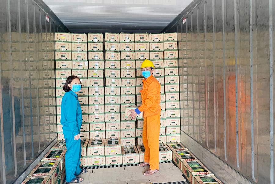 Dự kiến lô hàng đầu tiên (10 container dưa hấu, khoảng 260 tấn), sẽ được xuất trực tiếp sang thị trường Trung Quốc thông qua cảng Quy Nhơn trong những ngày đầu tháng 2-2021