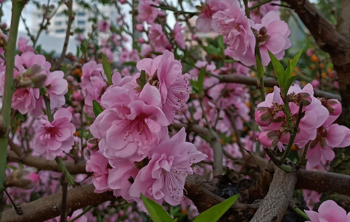 Đặc điểm của loài hoa này là màu sắc sặc sỡ, cánh hoa rất to và dầy