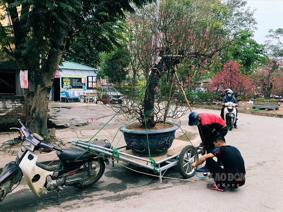 Chỉ những công ty hoặc gia đình có điều kiện, mặt bằng rộng như sảnh toà nhà cao tầng, sân vườn, biệt thự mới đủ chỗ để trưng bày các gốc đào này. Ảnh: Phương Duy Chỉ những công ty hoặc gia đình có điều kiện, mặt bằng rộng như sảnh toà nhà cao tầng, sân vườn, biệt thự mới đủ chỗ để trưng bày các gốc đào này. Ảnh: Phương Duy