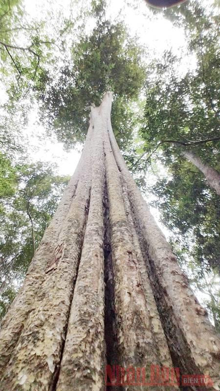  Thân săng lẻ xù xì, mốc thếch, vươn thẳng tắp lên trời.