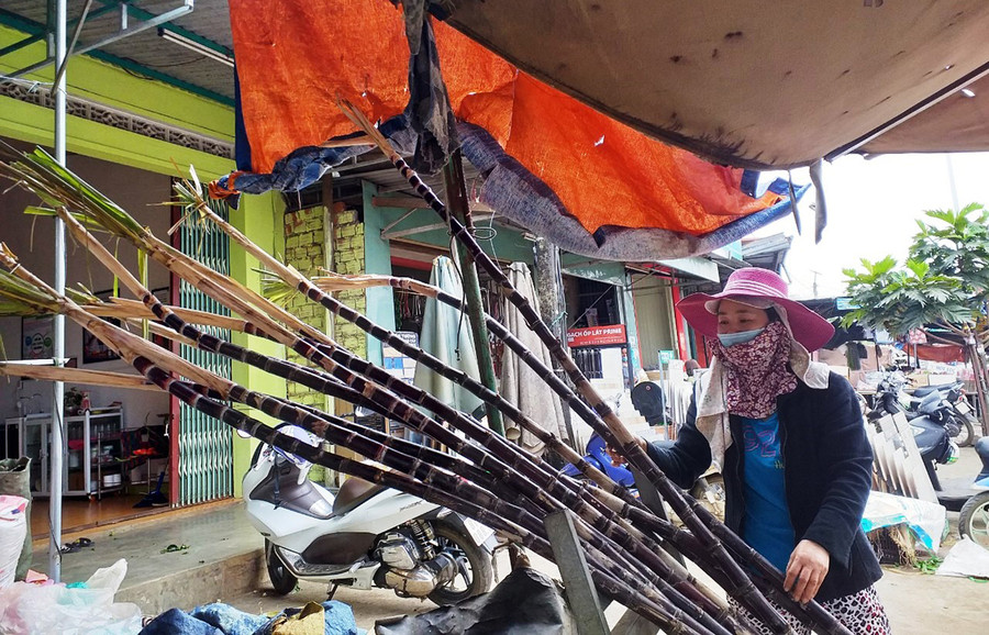 Năm nào chị Nguyễn Thị Hoa cũng nhập mía về để bán cho người dân chưng Tết. Ảnh: Nhật Hào Nắm được phong tục ngày Tết của một số hộ dân, năm nào bà Hòa cũng nhập mía về bán vào dịp Tết