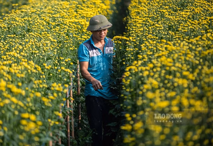 Hoa cúc tượng trưng cho sức khỏe, sự trường thọ, lòng hiếu thảo