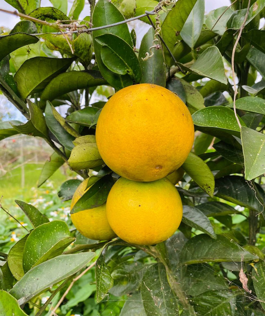  Mây và cây trái trong vườn- Ảnh NVCC