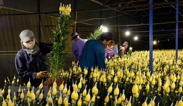 Không khí cắt hoa nhộn nhịp tại các nhà vườn từ tối cho đến tận nửa đêm. (Ảnh: Nguyễn Dũng/TTXVN)