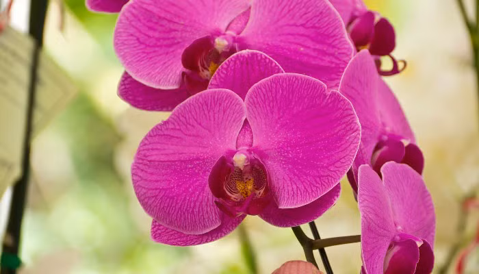 Hoa Lan Hồ Điệp tượng trưng cho hạnh phúc, mùa xuân, sức sống và tuổi thọ. (Ảnh minh họa)