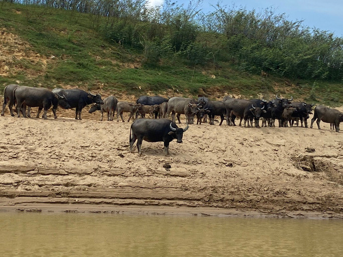 Những con trâu là tải sản quý giá của các hộ dân bản Phúc Lộc.
