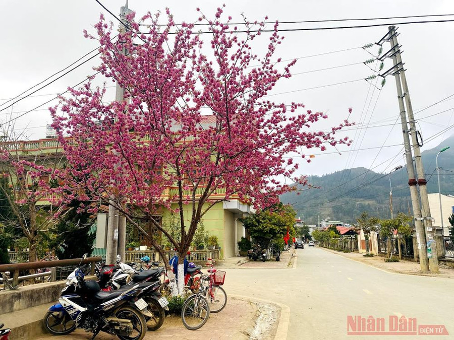 Đến Bắc Hà mùa này, cảm giác như đang bước chân trong khung cảnh của những bộ phim “tiên hiệp” nào đó với những vườn đào kỳ ảo. 
