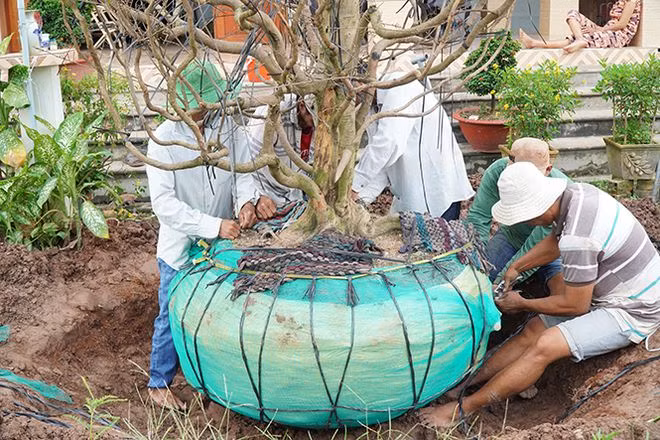 Gốc cây được quấn chặt bằng hai lớp lưới. Sau đó, gốc được bó đáy một hàng dây dù và dây ni lông theo hình “át rô” ẢNH: XUÂN PHÚC