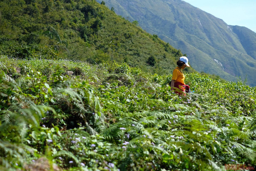  Mất chừng hơn một tiếng ban đầu cho đoàn làm quen dần với những con dốc vừa phải, đi xuyên những đồng cỏ, nương chè, sự thay đổi độ cao cũng như địa hình là chưa đáng kể.