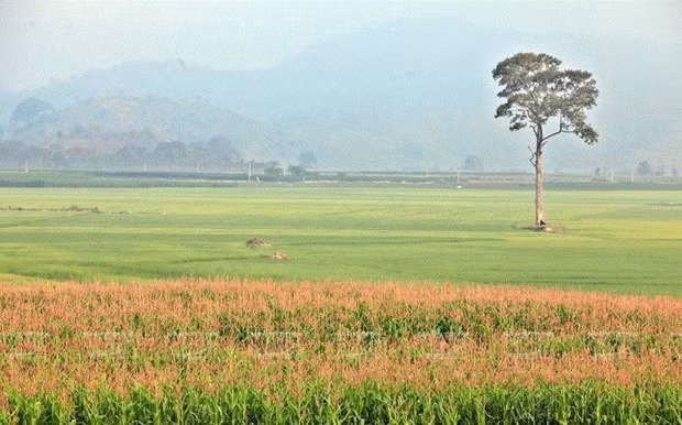 Những cánh đồng tuyệt đẹp trải dài đường vào buôn M’Liêng.