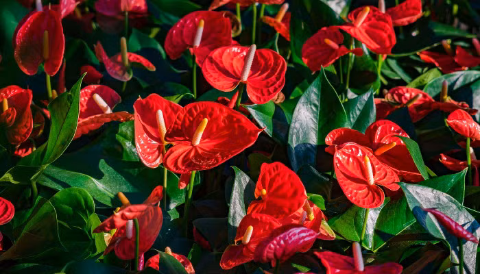 Hoa hồng môn có màu đỏ hoặc hồng tượng trưng cho sự tốt lành, thịnh vượng. (Ảnh minh họa)