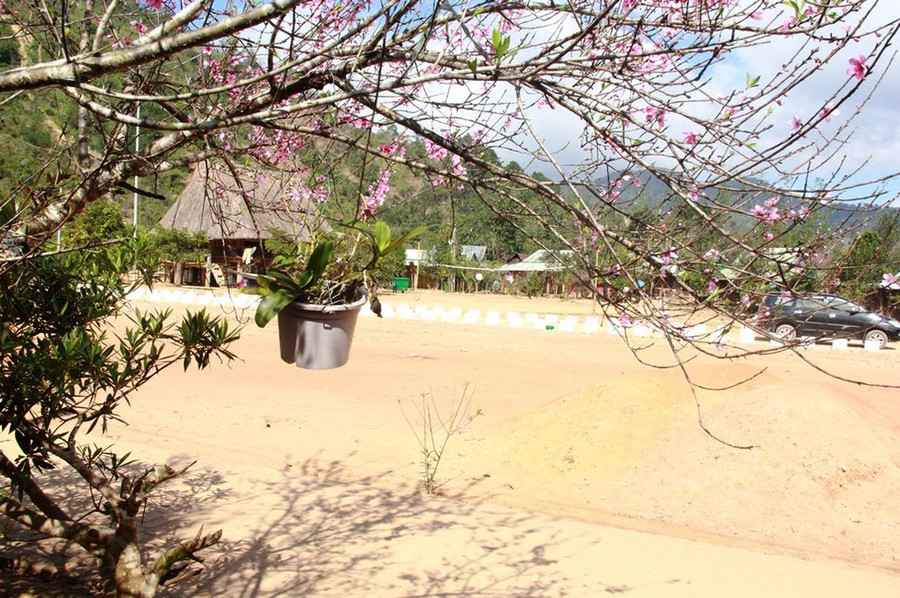 Ngôi làng vùng cao đẹp đến lạ thường dịp Tết khi hàng trăm cây đào thi nhau đua nở. ẢNH: MẠNH CƯỜNG
