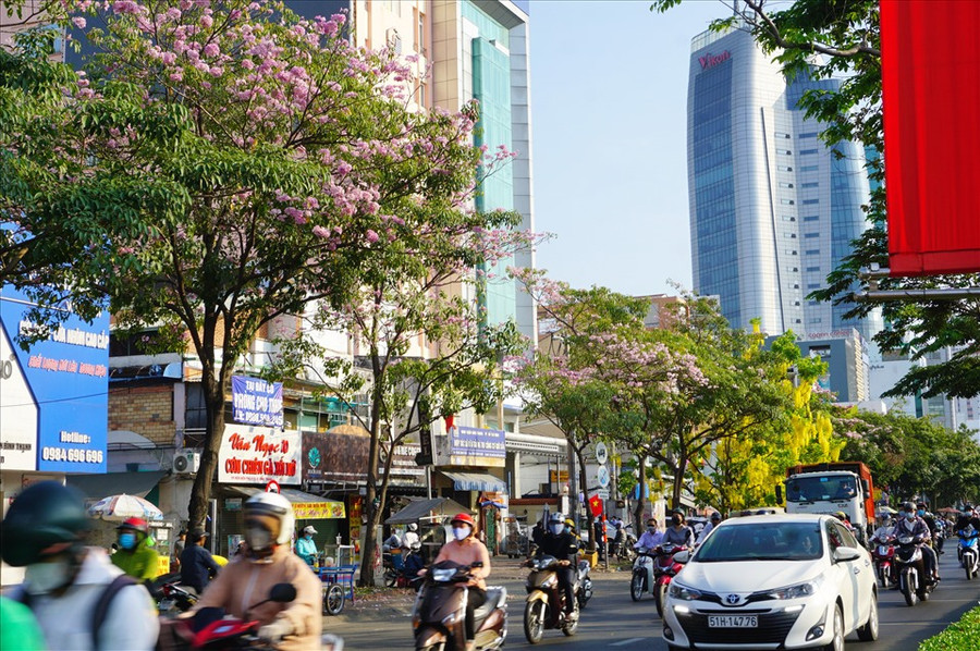 Nhiều đoạn trên đường Điện Biên Phủ, quận Bình Thạnh (hướng về quận 1), hoa kèn hồng đã nở rộ. Đây cũng là đường có hoa kèn hồng được trồng nhiều nhất ở TPHCM.