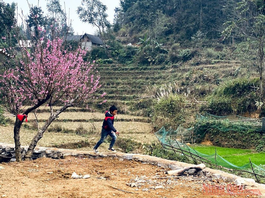 Một cây đào lâu năm ở thôn Ngải Thầu