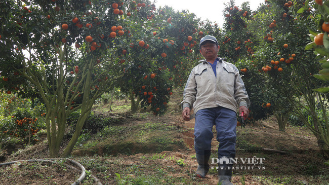 Ông Trọng khá vui vì dịch Covid-19 đang phức tạp nhưng vườn quýt đặc sản của ông vẫn bán được giá khá cao.