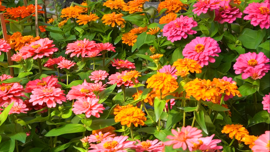 Nếu như hoa cúc vàng thể hiện lòng kính mến, vui sướng và hân hoan thì hoa cúc trắng lại tượng trưng cho sự thanh khiết, trong trắng và chân thực. Hoa cúc tím tượng trưng cho sự quyến luyến, thương mến khi phải chia tay. Hoa cúc đỏ là sự gắn kết, trân trọng và tình bạn tuyệt vời. Hoa cúc đỏ mang năng lượng, hương gió mới cho cuộc sống nhiều màu sắc hơn và sức sống hơn.