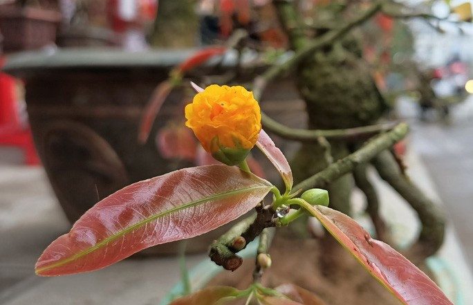 Một bông mai kép nở vàng thắm chuẩn bi đón Xuân